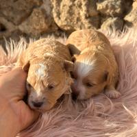 Cucciole di MALTIPOO
