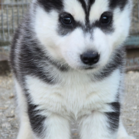 Cuccioli Siberian Husky