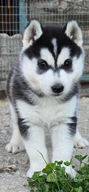 Cuccioli Siberian Husky