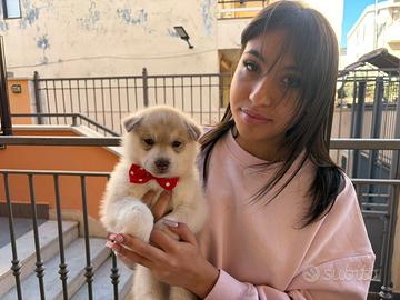 Cuccioli siberian husky con pedigree