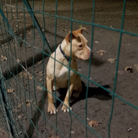 Cucciola Pitbull di 8 mesi prezzo 1000