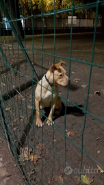 Cucciola Pitbull di 8 mesi prezzo 1000