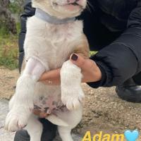 Tanti piccoli da adottare