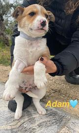 Tanti piccoli da adottare