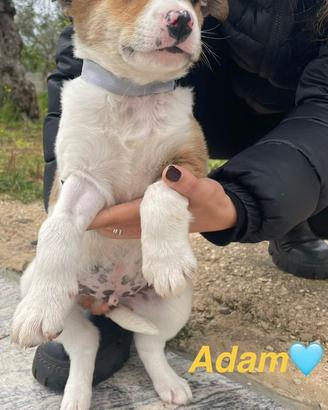 Tanti piccoli da adottare