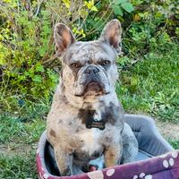 Bulldog francese maschio disponibile per monte