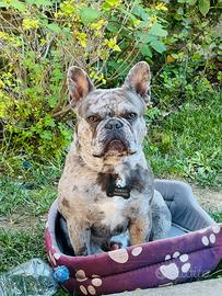 Bulldog francese maschio disponibile per monte