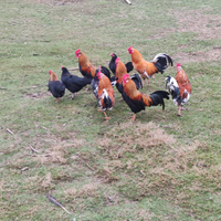 Galletti simil americani