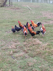 Galletti simil americani