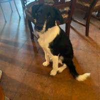 Meticcio Border Collie di 7 mesi