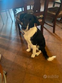 Meticcio Border Collie di 7 mesi