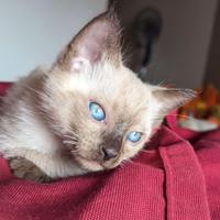 Cucciola gatto siamese