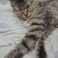 Maine coon cucciolona