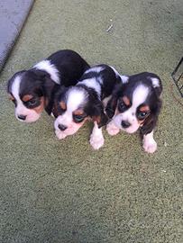 cuccioli di cane cavalier king 