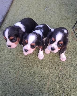 cuccioli di cane cavalier king 