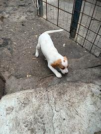Cucciola segugia dell Istria