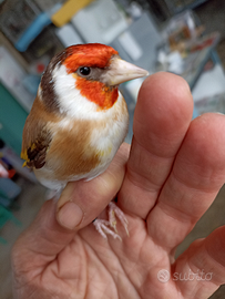 Cardellini mayor Mutazione BRUNO