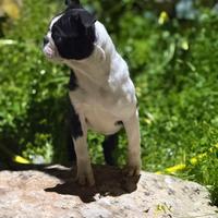 Femmina Boston Terrier