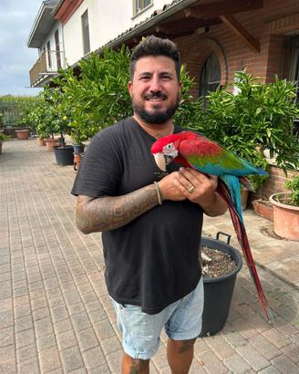 Baby Pappagallo Ara Cloroptera