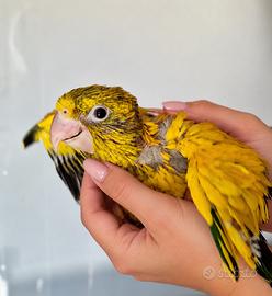 Conuro Guaruba pet