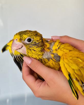 Conuro Guaruba pet