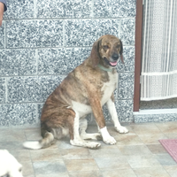 Cane da compagnia