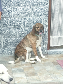 Cane da compagnia