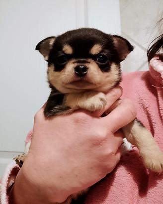 Chihuahua pedigree ENCI