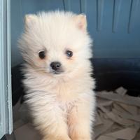 Spitz pomerania mini toy