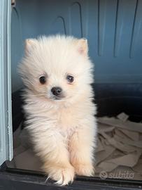 Spitz pomerania mini toy