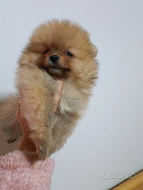 Spitz tedesco nano pomerania