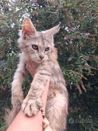Maine coon cuccioli
