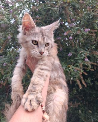 Maine coon cuccioli