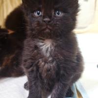 Cucciolo Maine Coon con Pedigree