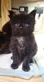 Cucciolo Maine Coon con Pedigree