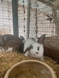 Cuccioli di coniglio