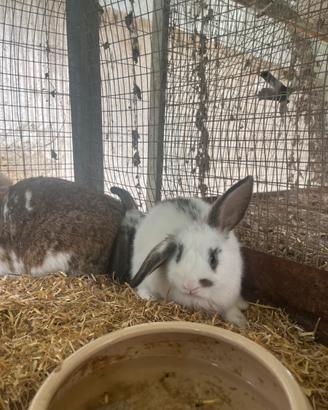 Cuccioli di coniglio