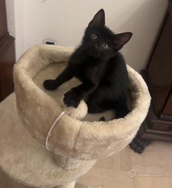 Cucciolo di gatto
