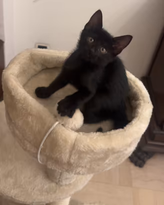 Cucciolo di gatto