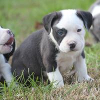 American Bully