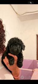 Barboncino toy nero