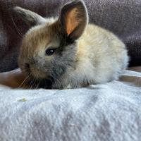 Cuccioli minilop coniglio nano