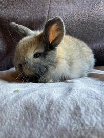 Cuccioli minilop coniglio nano