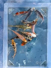 Carpe koi