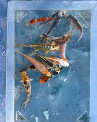 Carpe koi