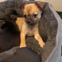Cucciola chihuahua