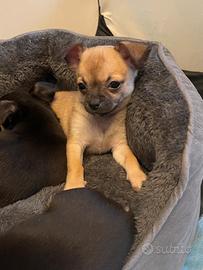 Cucciola chihuahua