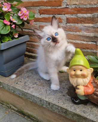 Cuccioli Gatti Ragdoll 