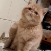 Gattina persiano Exotic shorthair