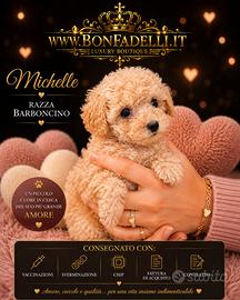 Cucciola toy barboncino